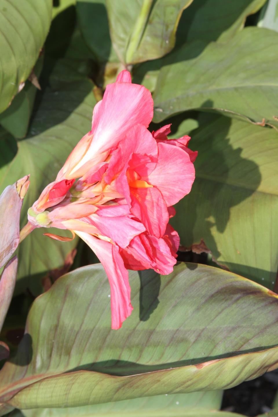 Canna Lily