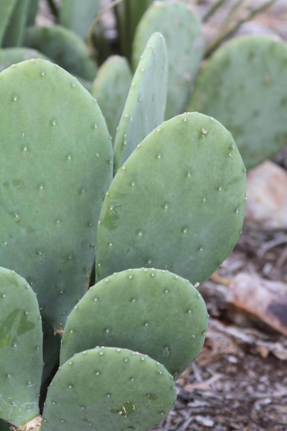 Thornless Prickley Pear