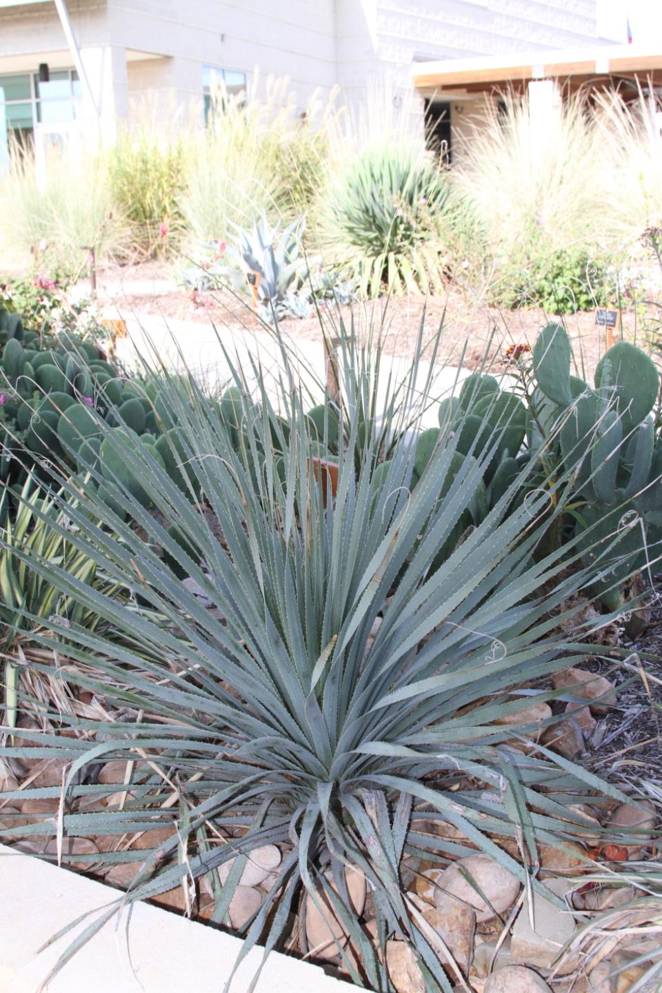 Yucca