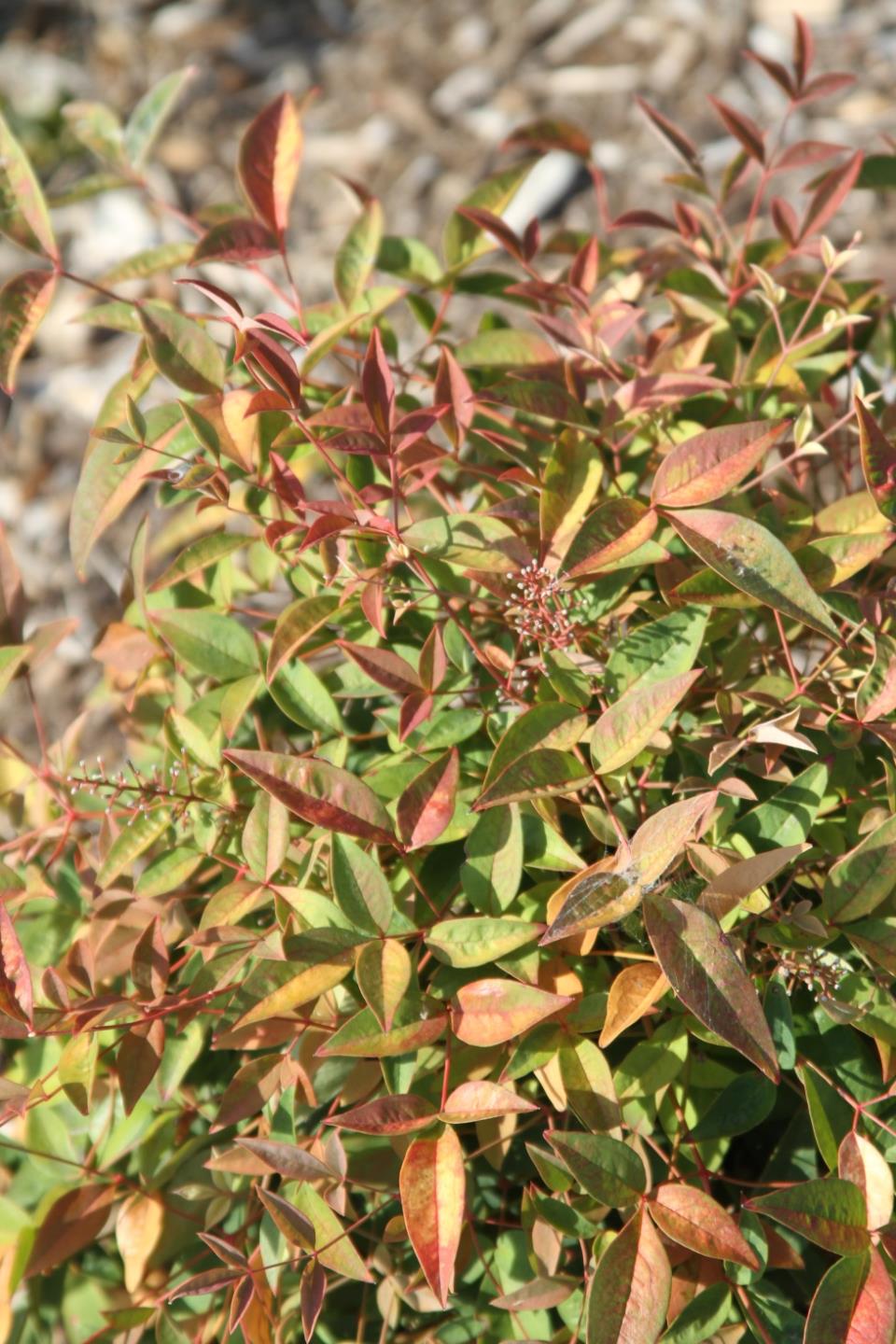 Nandina