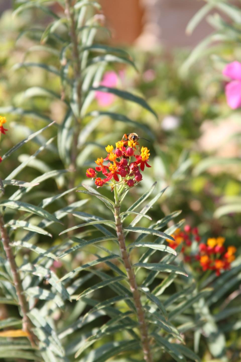 Butterfly Weed