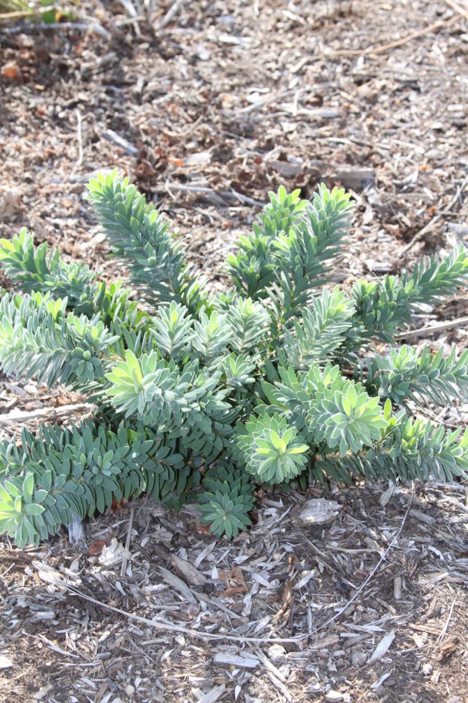 Bottle Brush, Little John