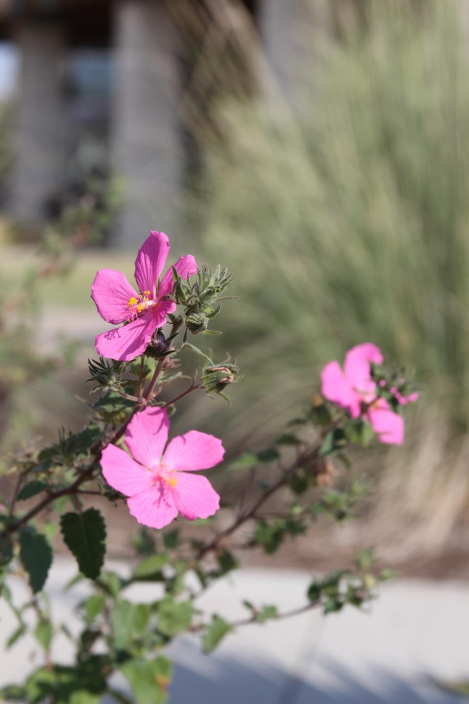 Texas Rock Rose