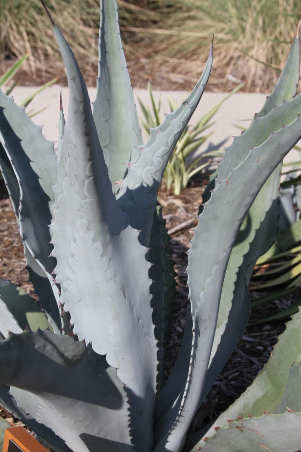 Agave