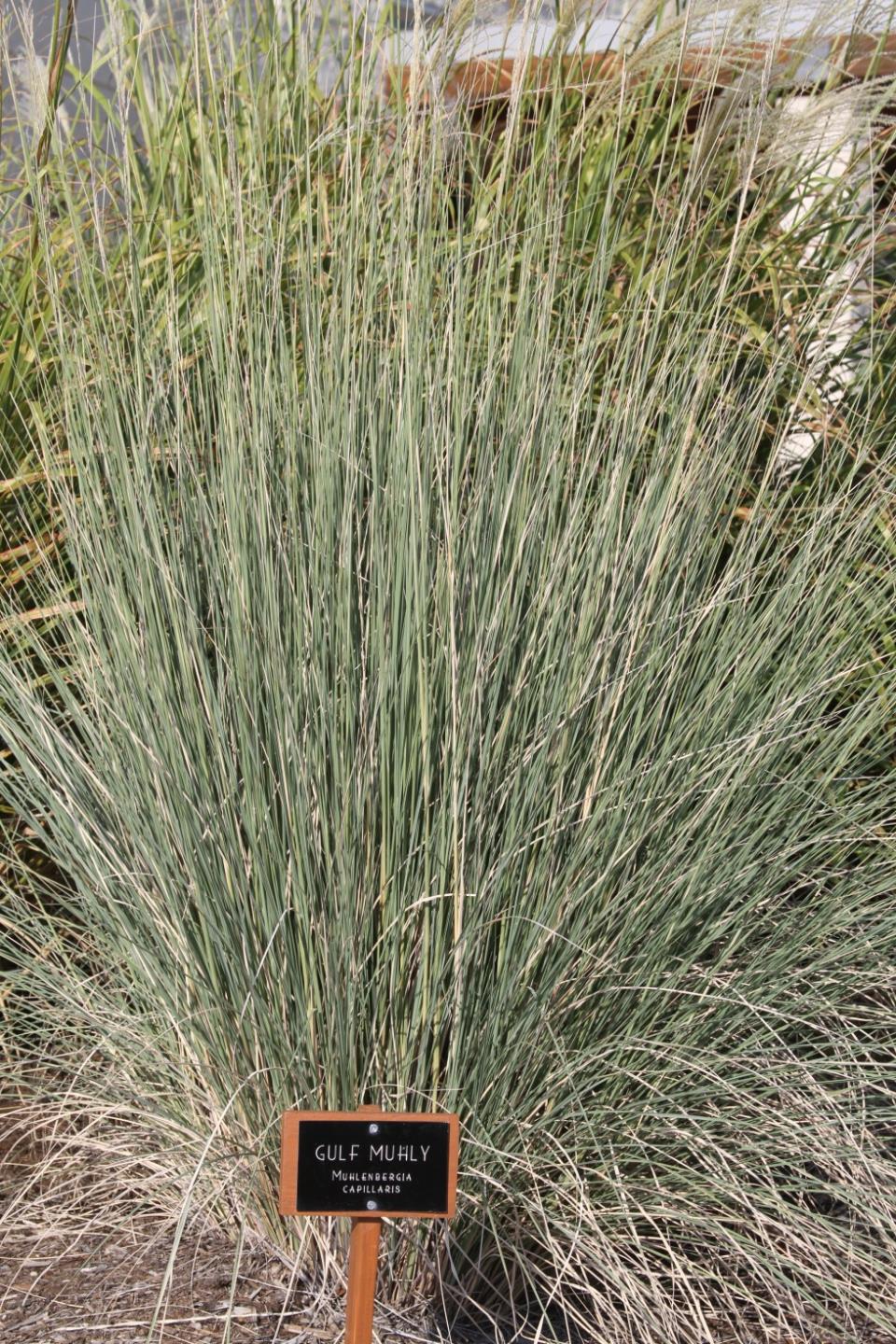 Gulf Muhly