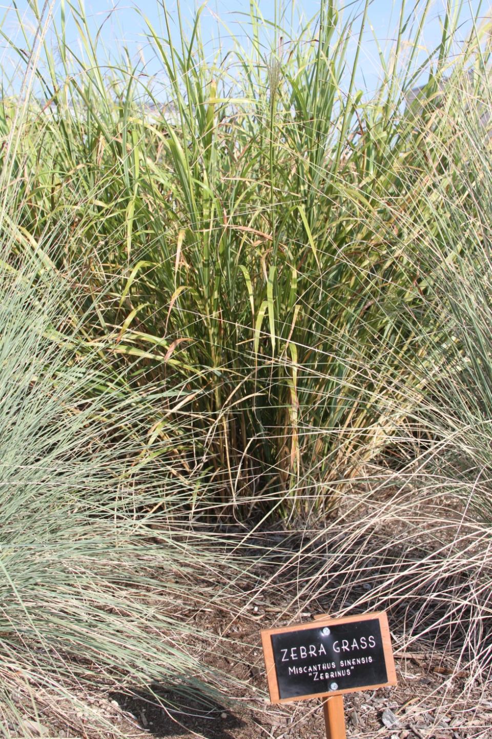 Zebra Grass