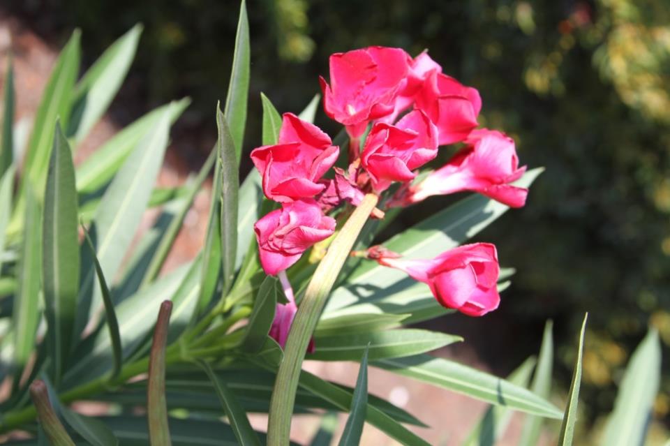 Oleander