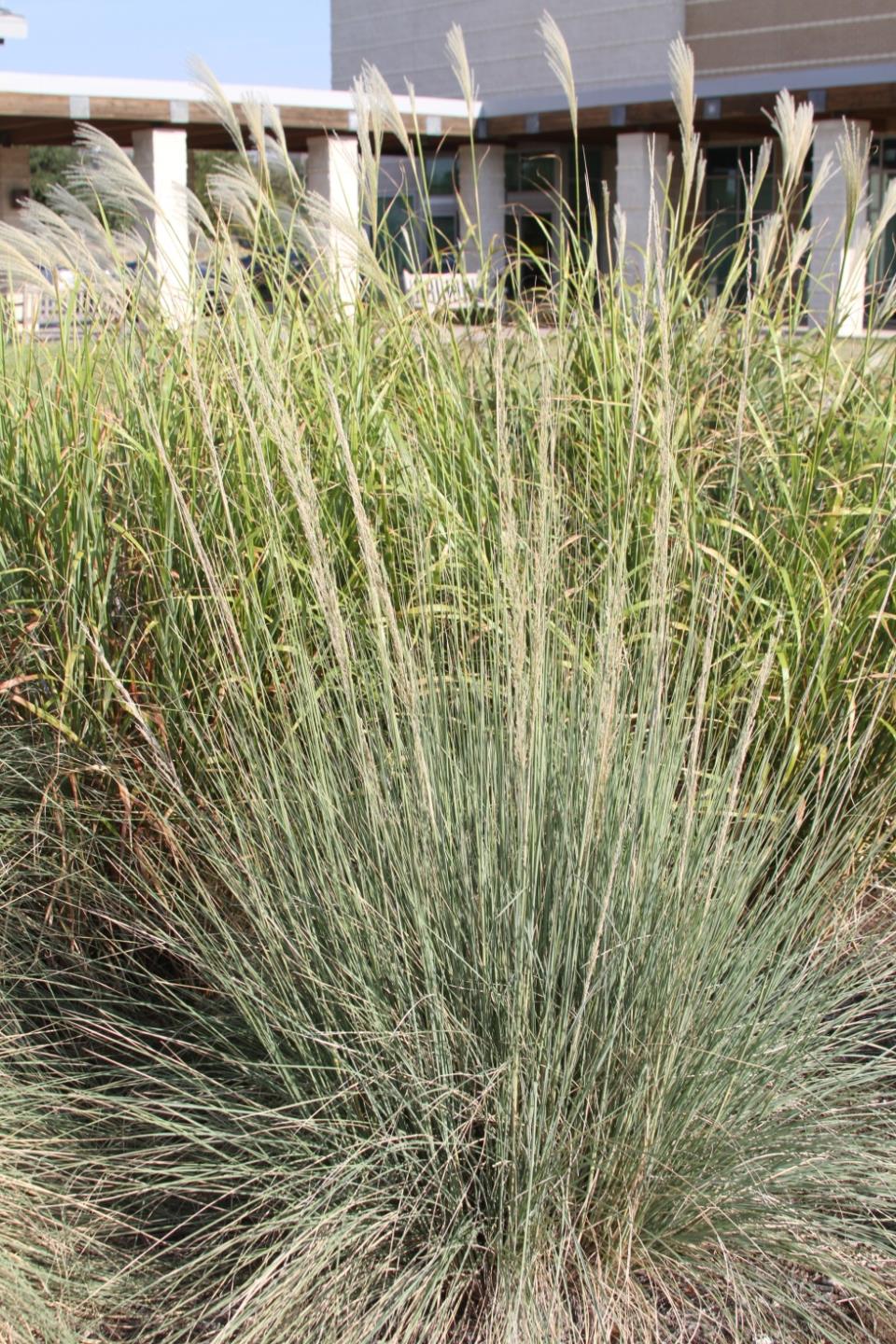 Gulf Muhly Lindheimer