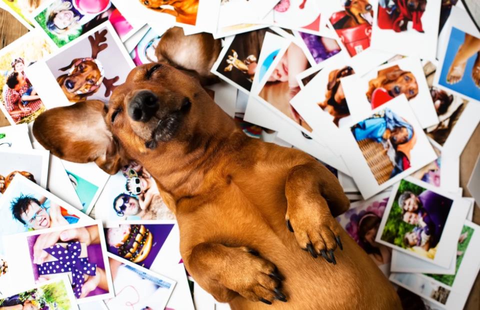 dog laying on polaroids