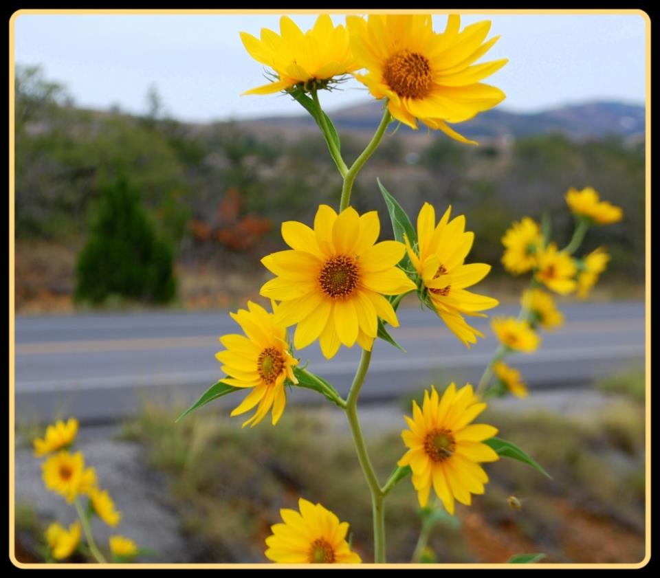 sunflowers