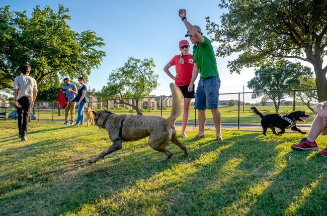 Dog Jumping for Ball