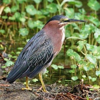 green heron